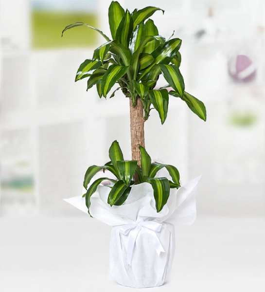 Yucca Mesengena 160 cm